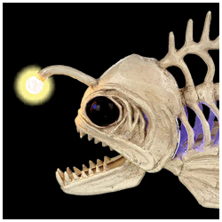 Anglerfish Skeleton