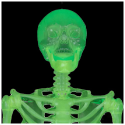 Glow-In-The-Dark Skeleton